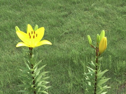 黄色い百合