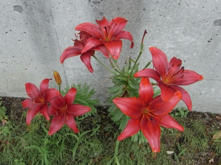 赤い百合