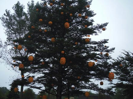 かぼちゃの木1