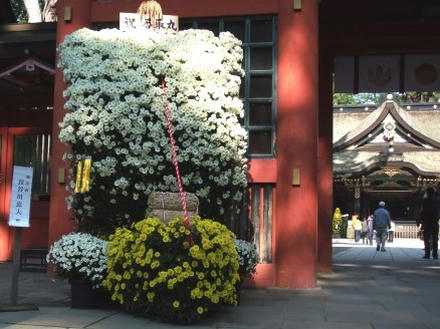 菊まつり1
