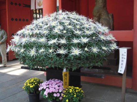 菊まつり3