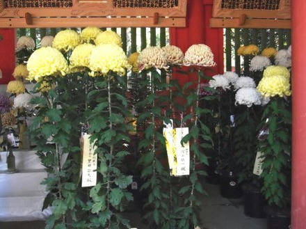 菊まつり4
