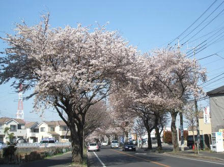 桜並木１