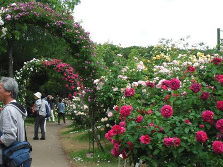 京成バラ園の園内3