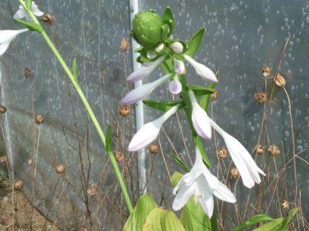 櫻井農園に咲く夏の花１
