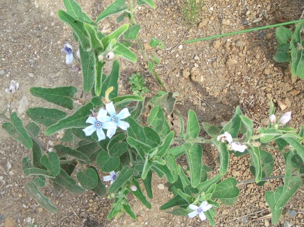 櫻井農園に咲く夏の花3
