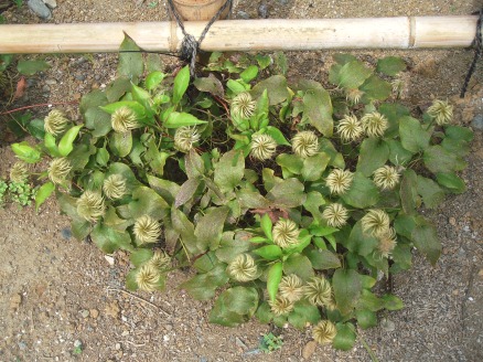 櫻井農園に咲く夏の花4