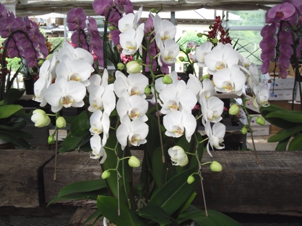 櫻井農園に咲く夏の洋蘭1