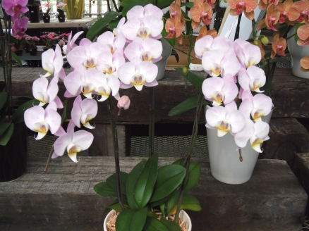 櫻井農園に咲く夏の洋蘭2