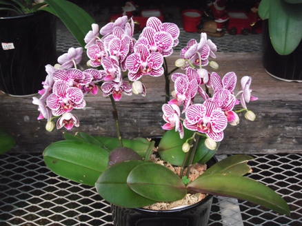 櫻井農園に咲く夏の洋蘭3