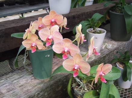 櫻井農園に咲く夏の洋蘭4