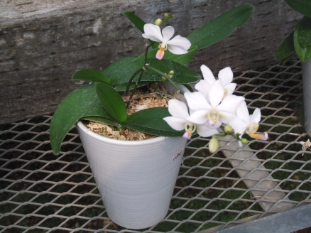 櫻井農園に咲く夏の洋蘭5