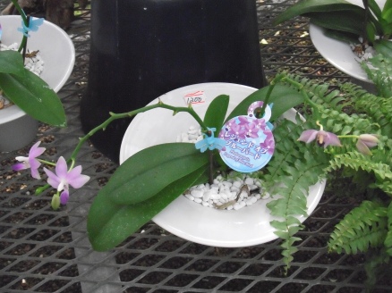 櫻井農園に咲く夏の洋蘭6