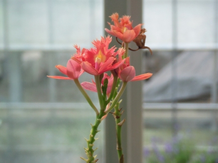 櫻井農園に咲く夏の洋蘭7