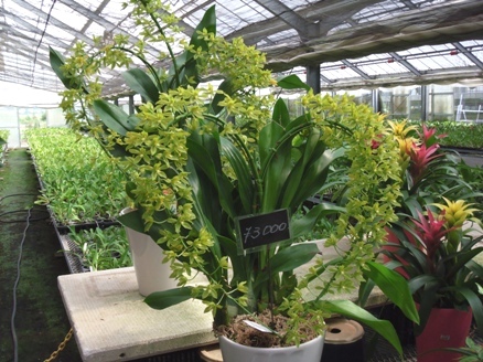 櫻井農園に咲く夏の洋蘭8