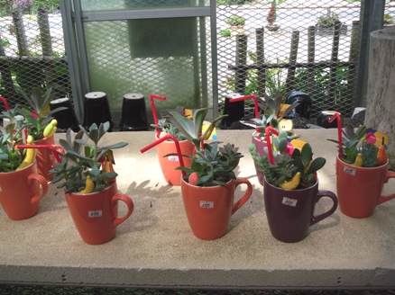 櫻井農園その他1