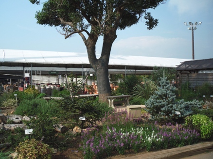 ガーデンセンターの木