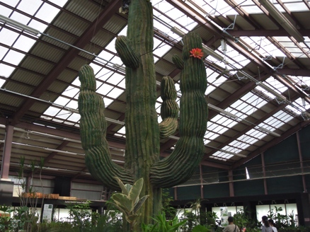 ガーデンセンターのサボテン