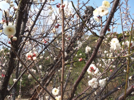 葛西臨海公園の白い梅