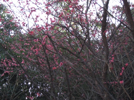 葛西臨海公園のピンクの梅