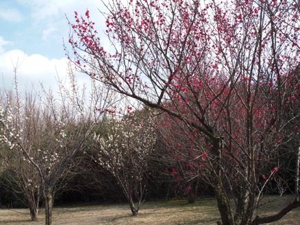 葛西臨海公園の梅