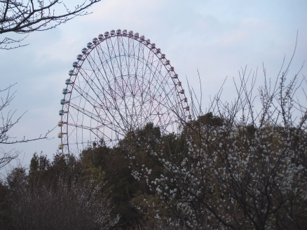 葛西臨海公園の梅と観覧車