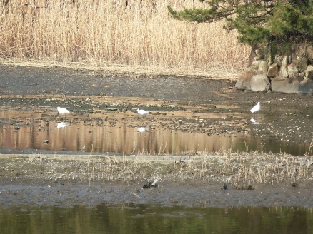 葛西臨海公園の野鳥