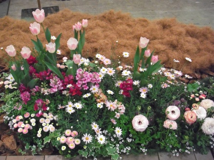 シンボルフラワーの花壇3