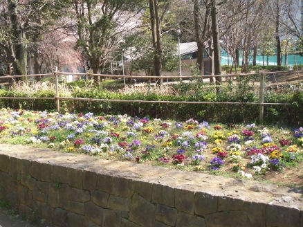 行田公園の花壇