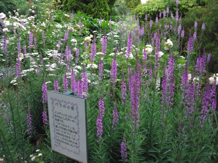 千葉市花の美術館に咲く花2