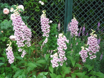千葉市花の美術館に咲く花3