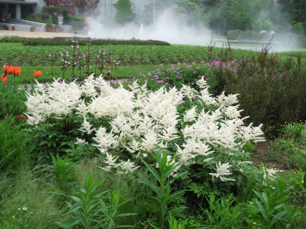 千葉市花の美術館に咲く花4