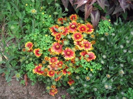 千葉市花の美術館に咲く花5