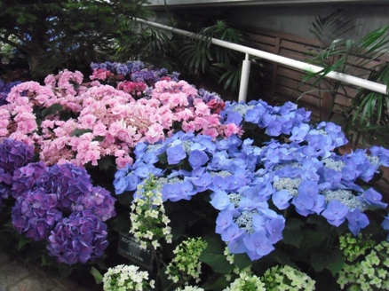 千葉市花の美術館に咲く花6