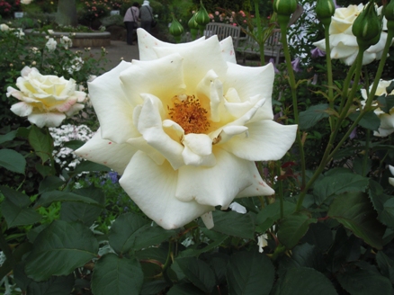 千葉市花の美術館に咲く薔薇1