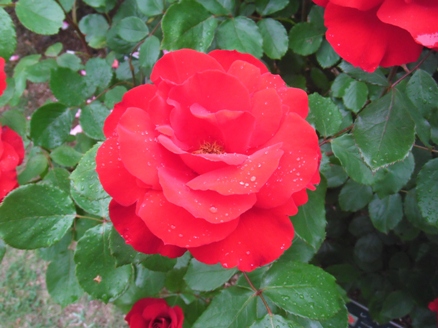 千葉市花の美術館に咲く薔薇2