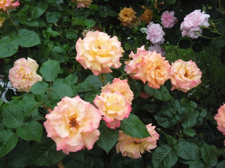 千葉市花の美術館に咲く薔薇4