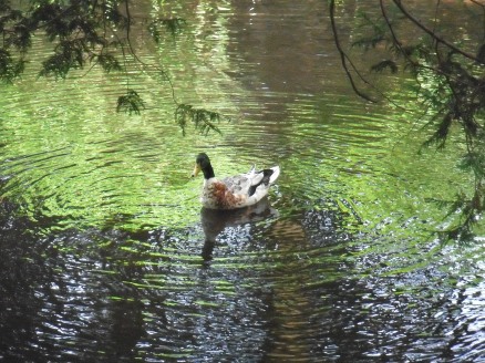 池の鴨