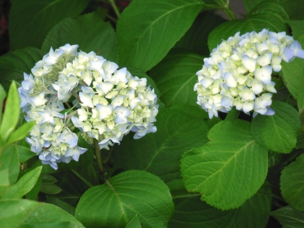 駐車場の紫陽花