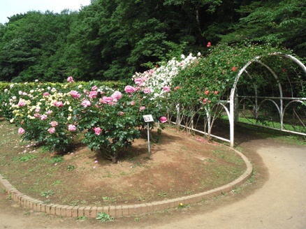 バラのアーチ2