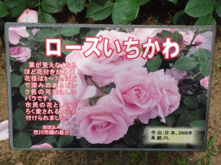 ローズいちかわ
