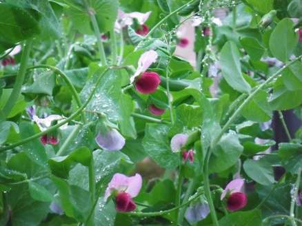 ゆっこの畑の花1