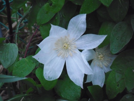 ゆっこの畑の花2