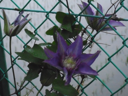 ゆっこの畑の花3