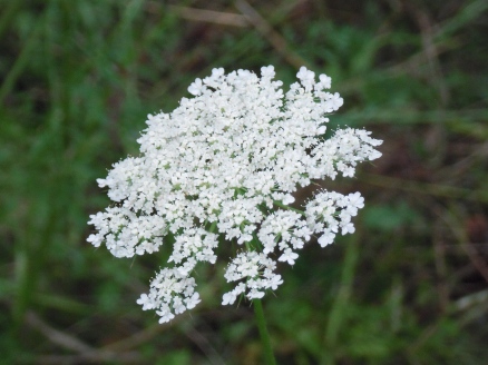 ゆっこの畑の花4