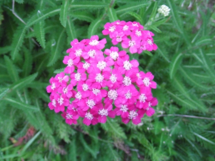 ゆっこの畑の花5