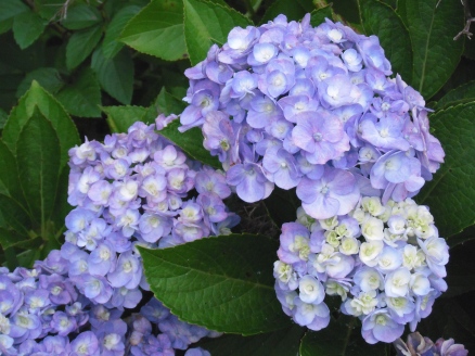 ゆっこの畑の花6