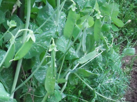 ゆっこの畑の野菜1