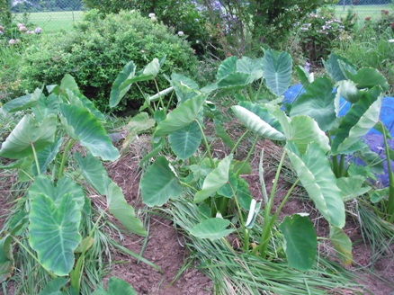 ゆっこの畑の野菜2