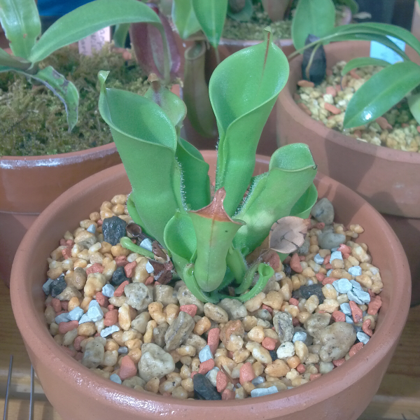 ヘリアンフォラ　Heliamphora 交配種 ヘリアンフォラ Heliamphora 交配種